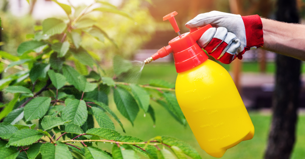 Sometimes you have to spray for pests and diseases.