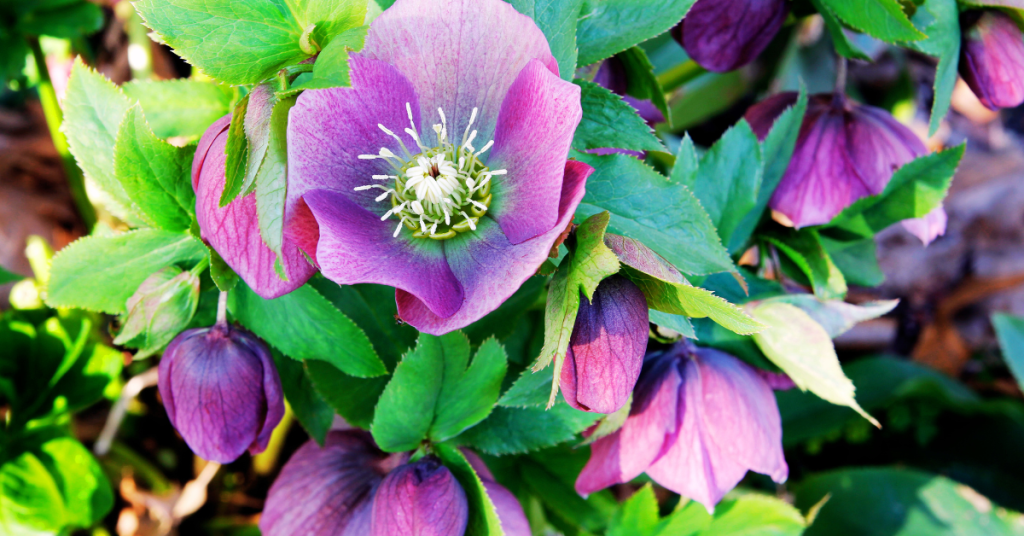 Hellebores is one of the many beautiful winter plants that will thrive on your balcony.