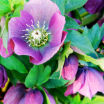 5 Winter Plants That Will Thrive on Your Balcony Garden