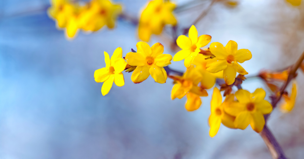 Winter Jasmine is another of the winter plants that will thrive quite nicely. 