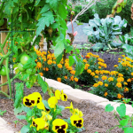 Balcony Companion Gardening: The Ultimate Guide to Plant Pairing