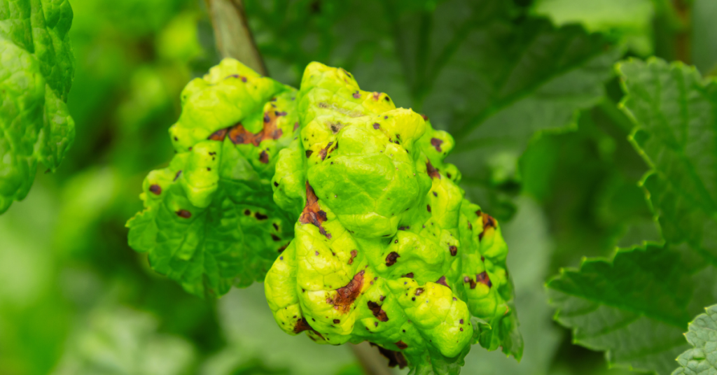 Use natural pesticides for your balcony garden when aphids have found your plants.