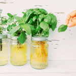 From Balcony to Table: How to Grow Fresh Produce with Hydroponics