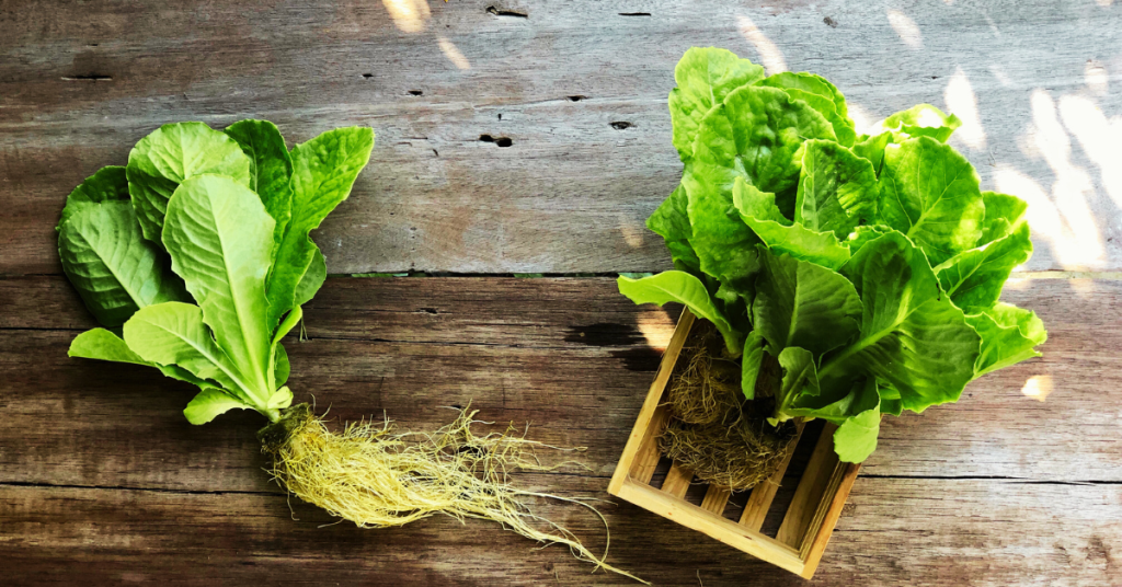 Happy, healthy balcony garden hydroponic plants.