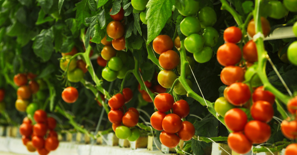 Tomatoes are an excellent plant to use in balcony garden hydroponics.