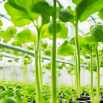 Get Growing with the Kratky Method of Hydroponics!