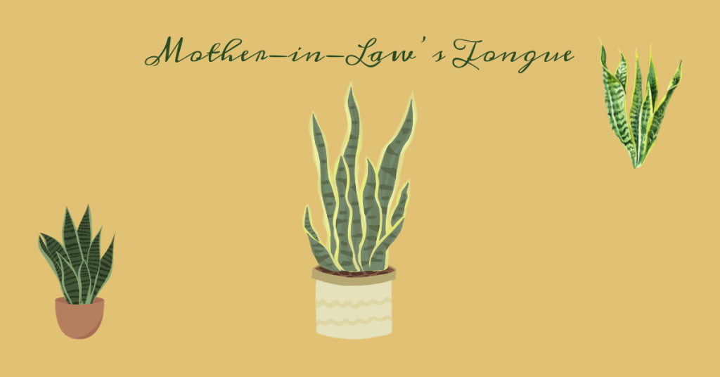 Growing Mother-in-Law's Tongue is a great idea for your balcony garden.