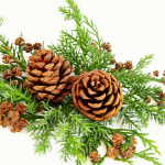 Magic of Christmas: Unwrapping the Nostalgia of Yuletide Joy