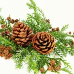 Magic of Christmas: Unwrapping the Nostalgia of Yuletide Joy