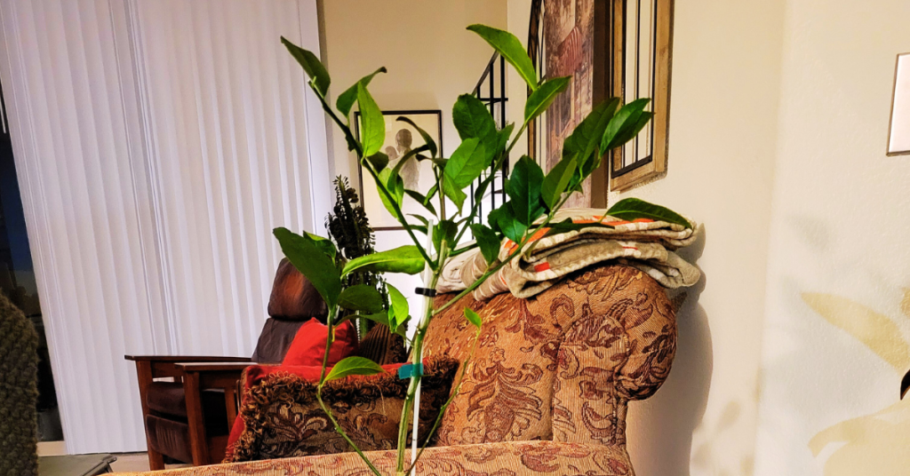 A Meyer Lemon Tree for your balcony garden is a perfect addition.