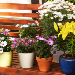 Add Texture to Your Balcony Garden.