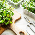 Grow Microgreens on Your Balcony: A Step-by-Step Urban Gardening Guide