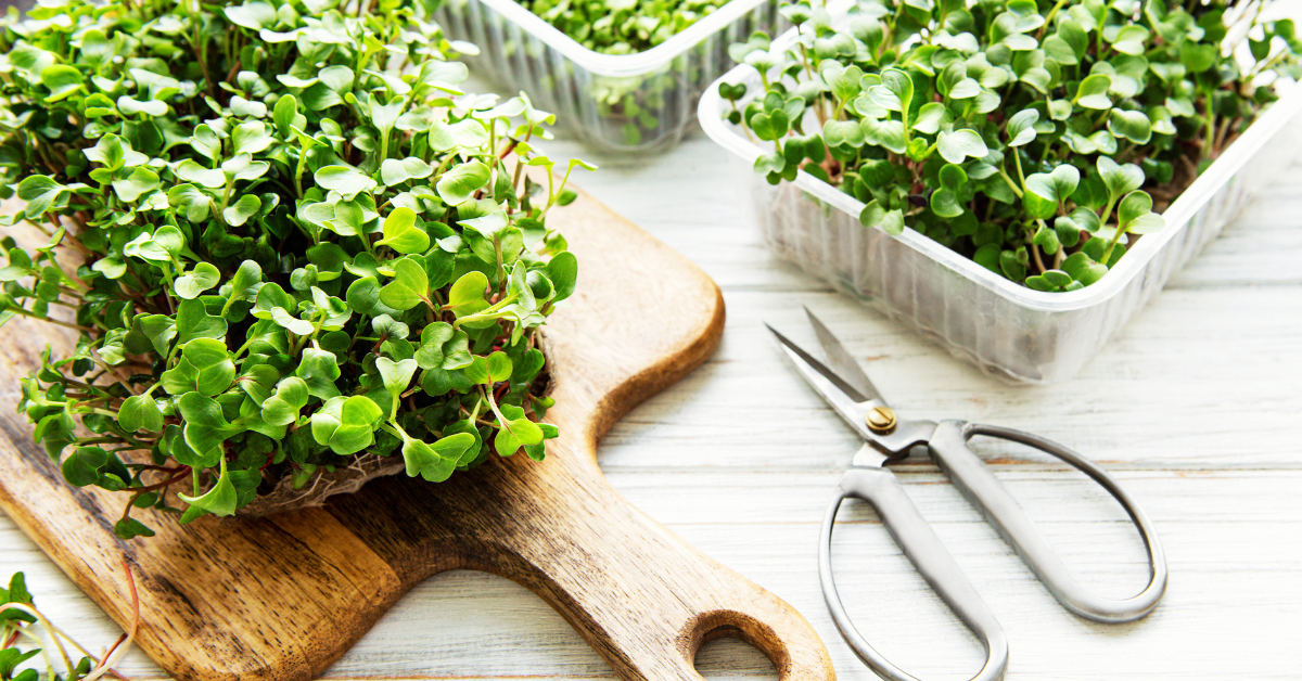 Grow Microgreens on Your Balcony