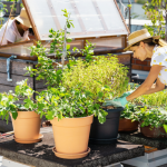 Create a Rooftop Garden: Essential Steps for Urban Green Spaces