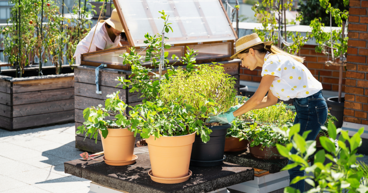 Create a Rooftop Garden
