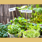 Dry and Store Your Balcony Garden Herbs: A Step-by-Step Preservation Guide