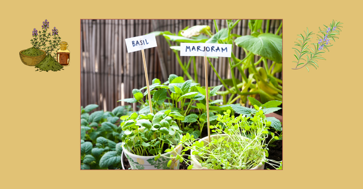 Dry and Store Your Balcony Garden Herbs