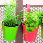 Growing Herbs on Your Balcony Garden: Easy Steps for Fresh Flavor