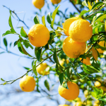 Easiest Fruit Trees to Grow on a Balcony: Top 5 Space-Saving Options