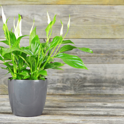 Peace Lily