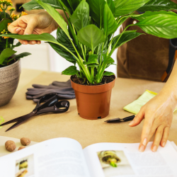 Your Must-Read Books for Balcony Gardeners: Practical Guides and Inspiration Gardening Books
