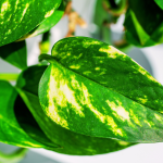 Costa Farms Golden Pothos: The Ultimate Air-Purifying Houseplant?
