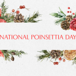 National Poinsettia Day: History, Traditions, and Care Tips for This Festive Holiday Plant