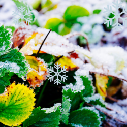 How Balcony Gardeners Can Use Winter to Plan Their Best Growing Season Yet (with free journal) Winter Balcony Gardening