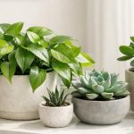 Plants That Thrive on Neglect: The Ultimate Low-Maintenance Guide for Busy Gardeners