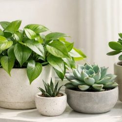 Plants That Thrive on Neglect: The Ultimate Low-Maintenance Guide for Busy Gardeners Plants That Thrive on Neglect