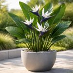 7 Secrets to Growing a Stunning White Bird of Paradise Outdoors